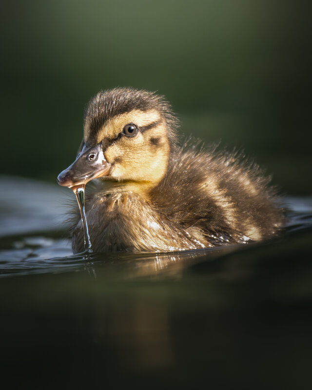 Кряква(Anas platyrhynchos)  фото превью