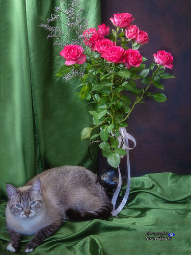 Котики и розы