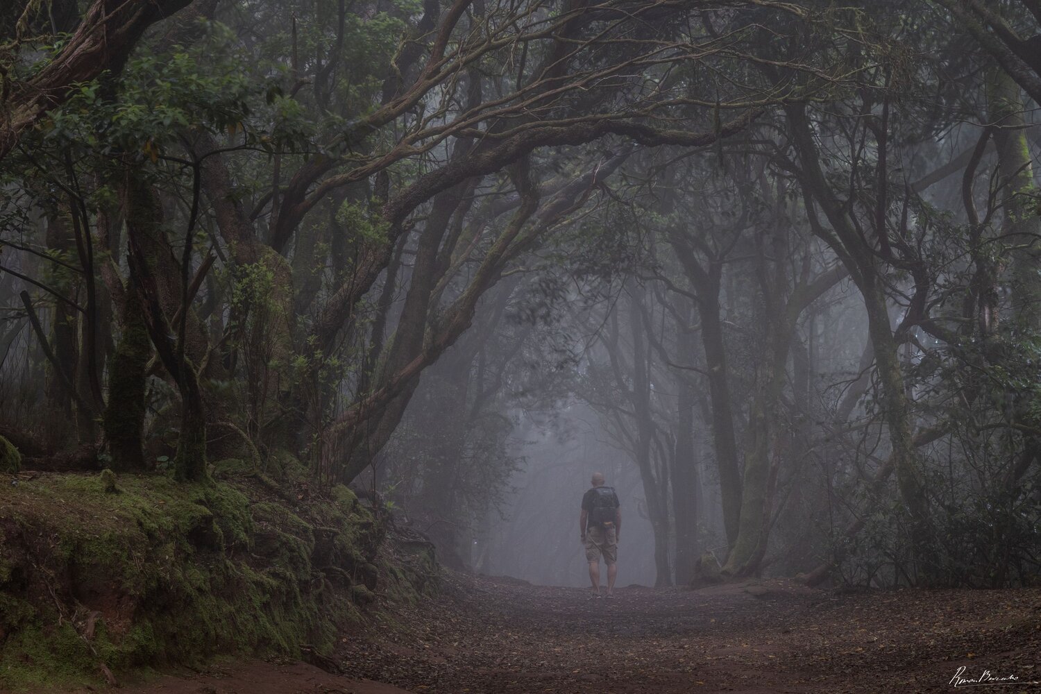 Canary Islands, Tenerife, Anaga forest, fog, forest, landscape, Roman Bevzenko