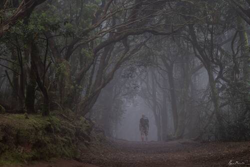 Anaga Forest, Tenerife