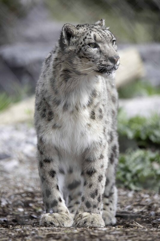 Snow leopard фото превью