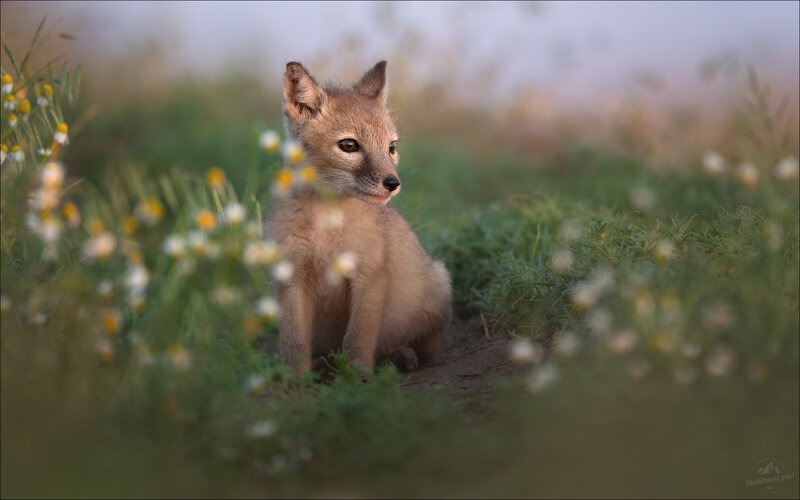 корсак, корсачонок, корсачок, vulpes corsac, степная лиса, лисица, fox, озеро маныч, калмыкия, фототуры по россии, фотопутешествия по россии Внимая шорохам степи .. фото превью