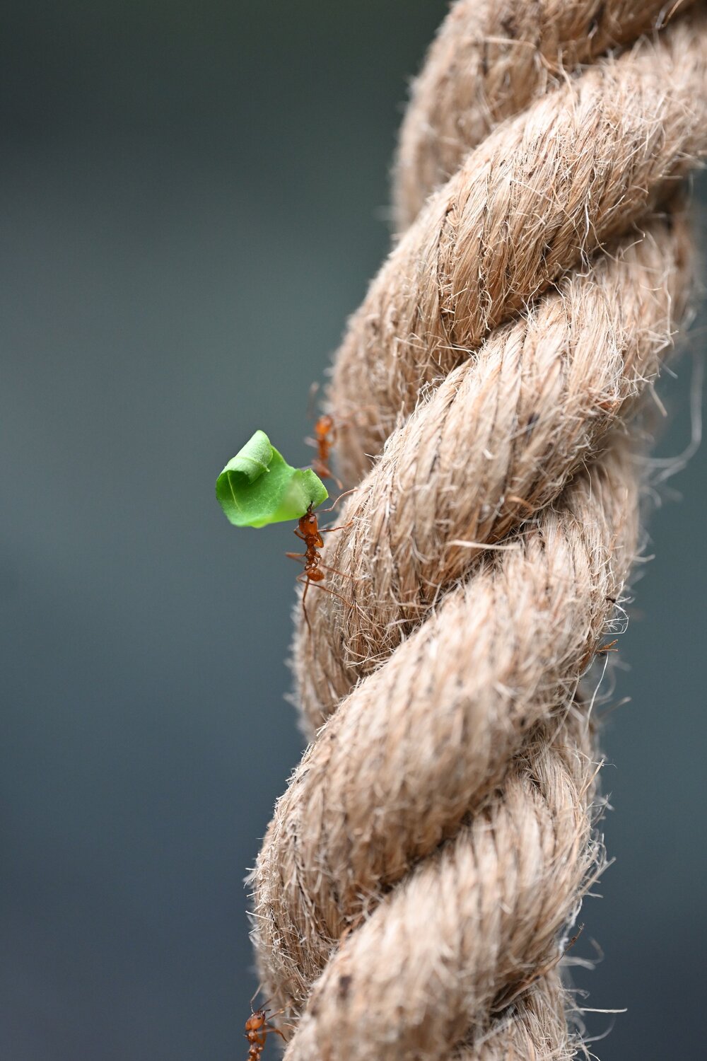 Work. Автор: Maria Vittoria Amoruso Animal, Nature, Ant, Formica, Wild, Wildphotography, Photography, Maria Vittoria Amoruso