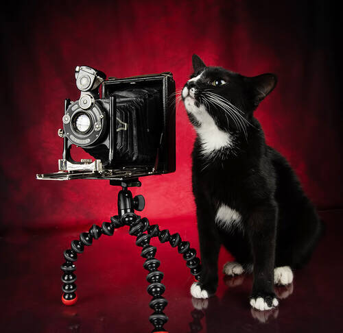 С Днём Фотографа и Удачи!  Black Kitten- Timka
