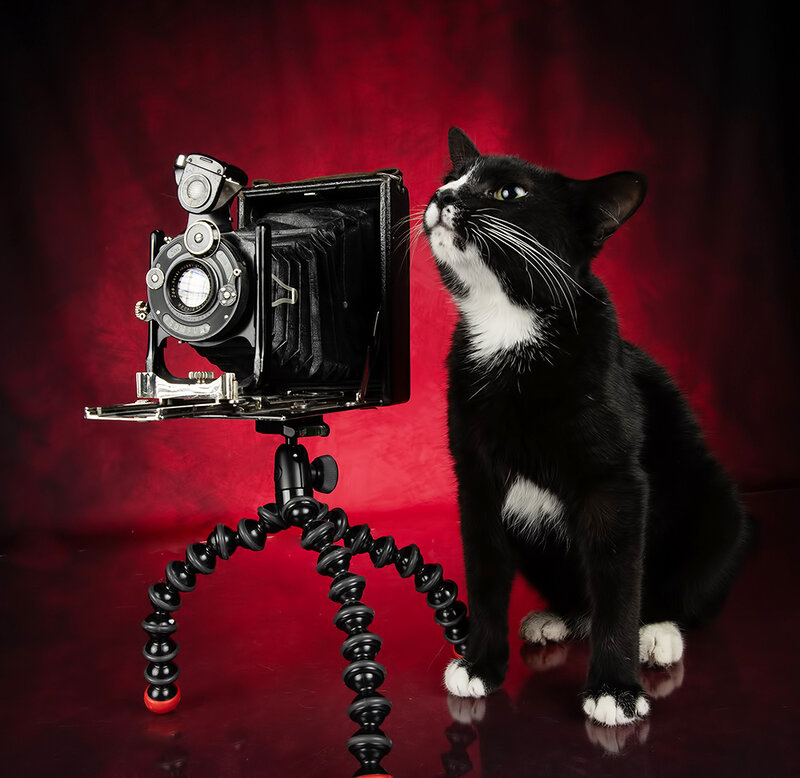 фотограф, cat, kitten, кот, котенок, кошка, животные, black cat, black kitten С Днём Фотографа и Удачи!  Black Kitten- Timka фото превью