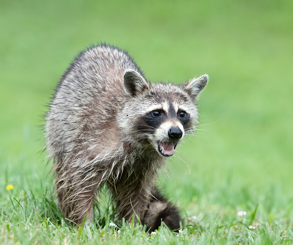 енот-полоскун, raccoon, animals, дикие животные, wild, енот, животные, Etkind Elizabeth