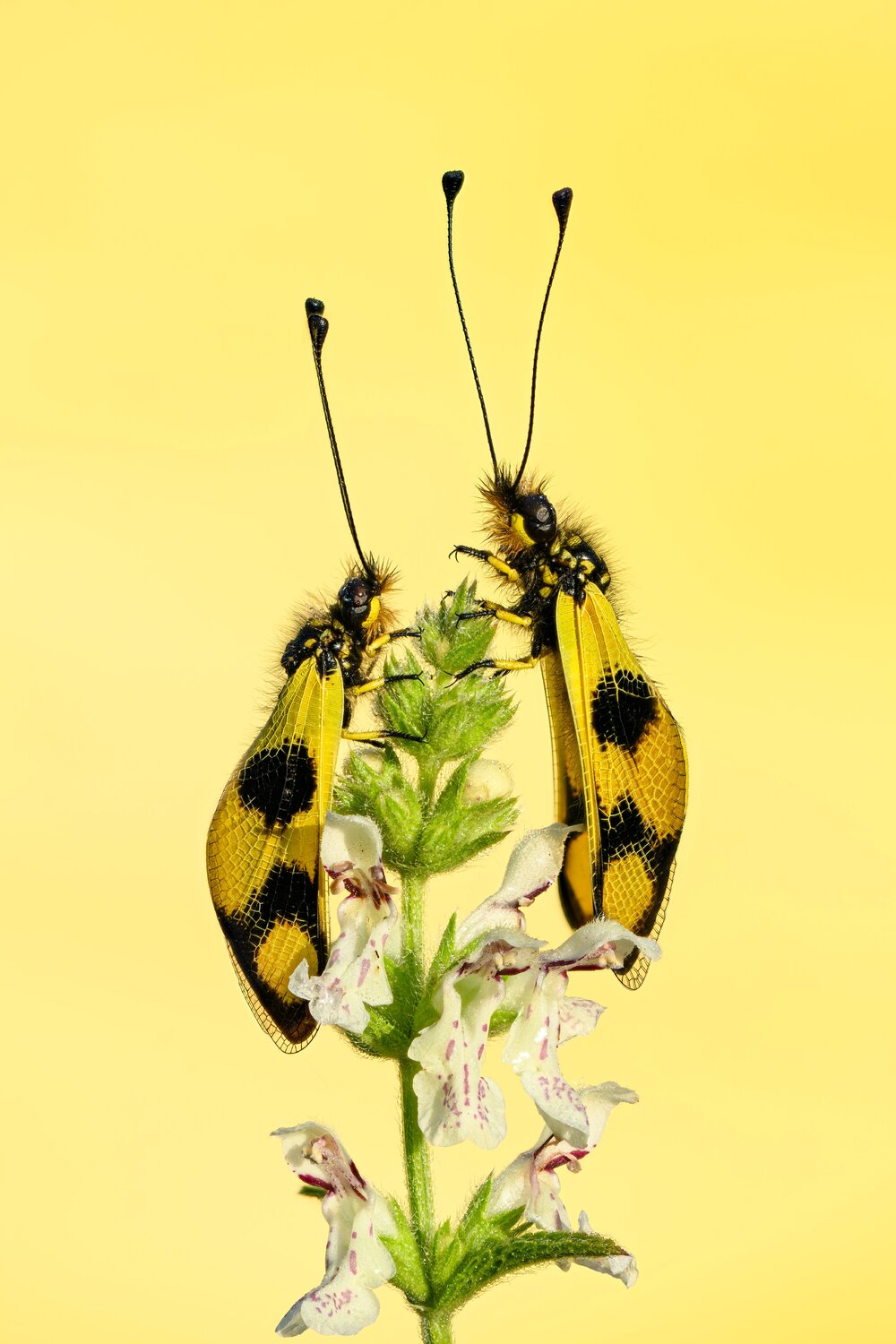 Tone on tone. Автор: Camilla Zocchi macroworld, macrophotography, bugs, Camilla Zocchi