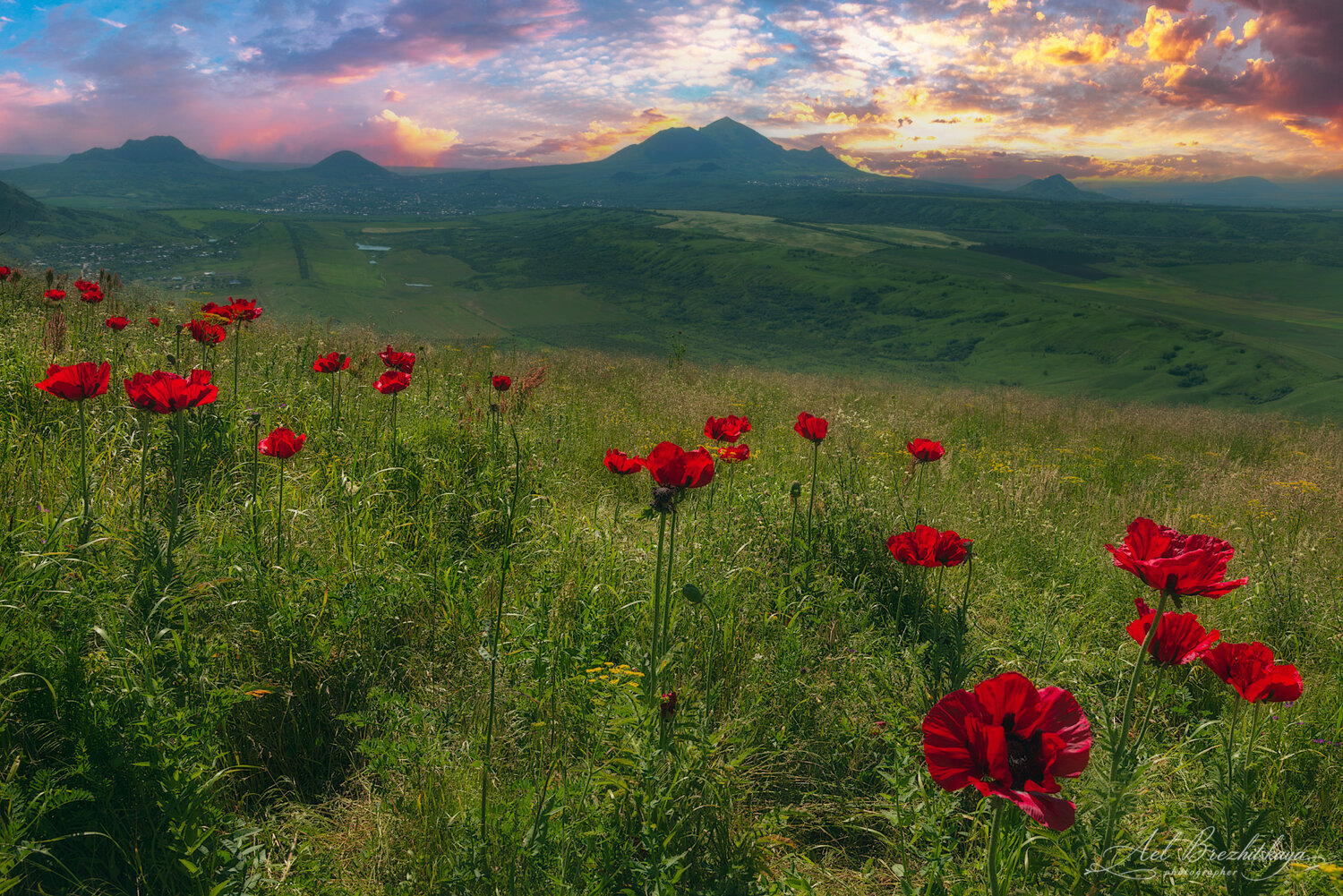 Алый дозор. Автор: Елена Брежицкая маки, пейзаж, кмв, природа, Елена Брежицкая
