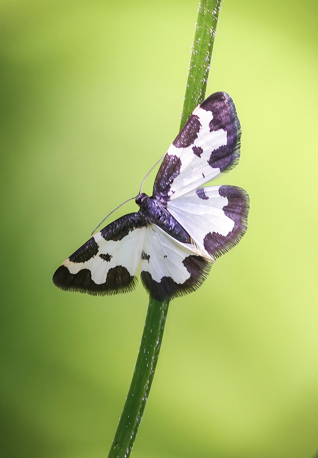 пяденица окаймленная, пяденица каёмчатая, lomaspilis marginata, КарОл