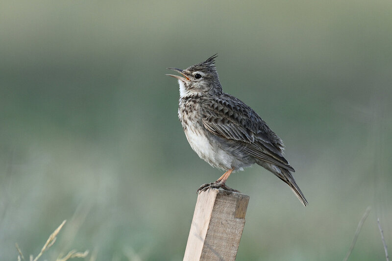 жаворонок, хохлатый жаворонок, птица, поёт, песня, природа Песня солнцу фото превью