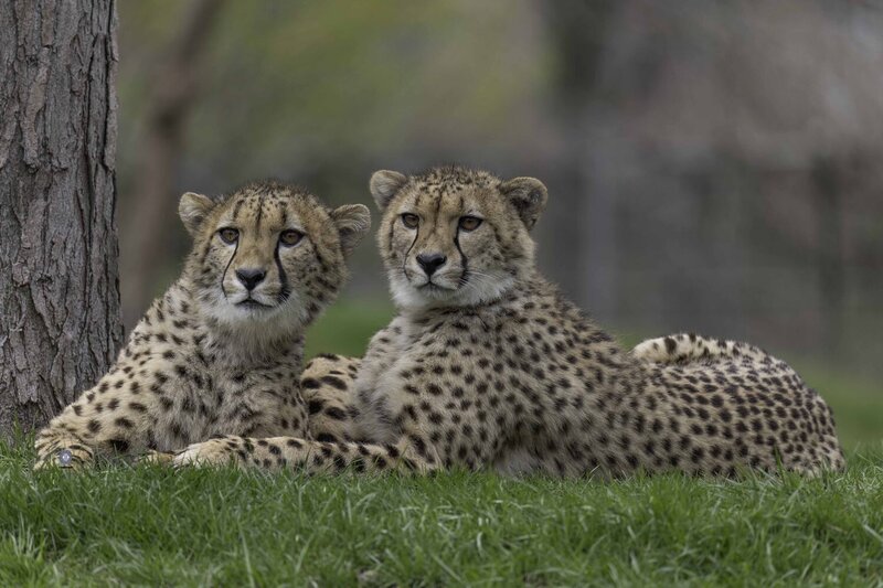 Cheetah фото превью