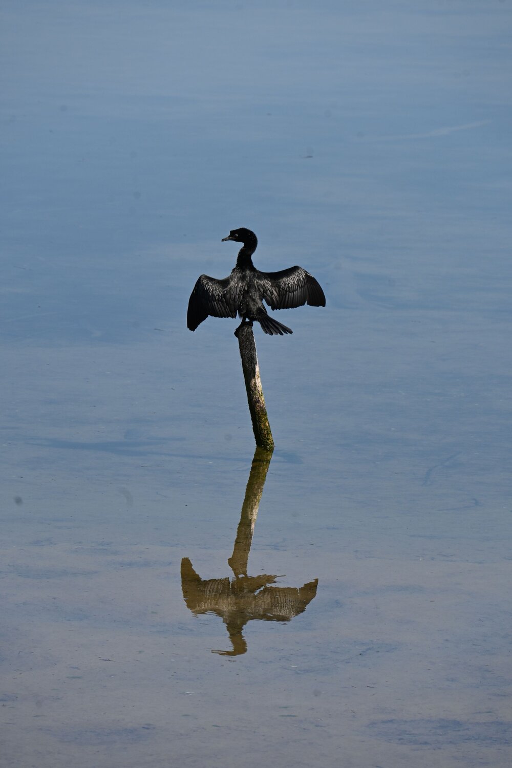 Cormorano. Автор: Maria Vittoria Amoruso Wildphotography, Wild, Nature, Animal, Bird, Cormorano, Photography, Sea, Maria Vittoria Amoruso