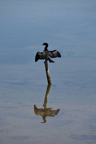 Cormorano