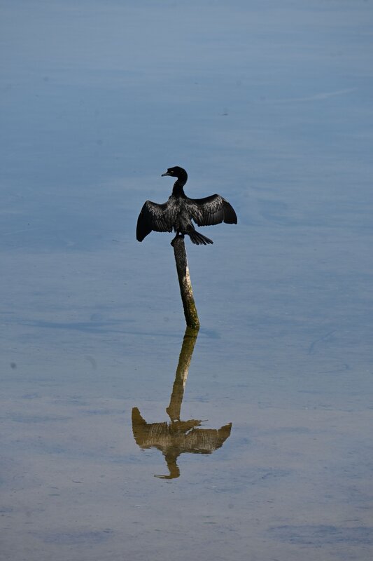 Cormorano фото превью
