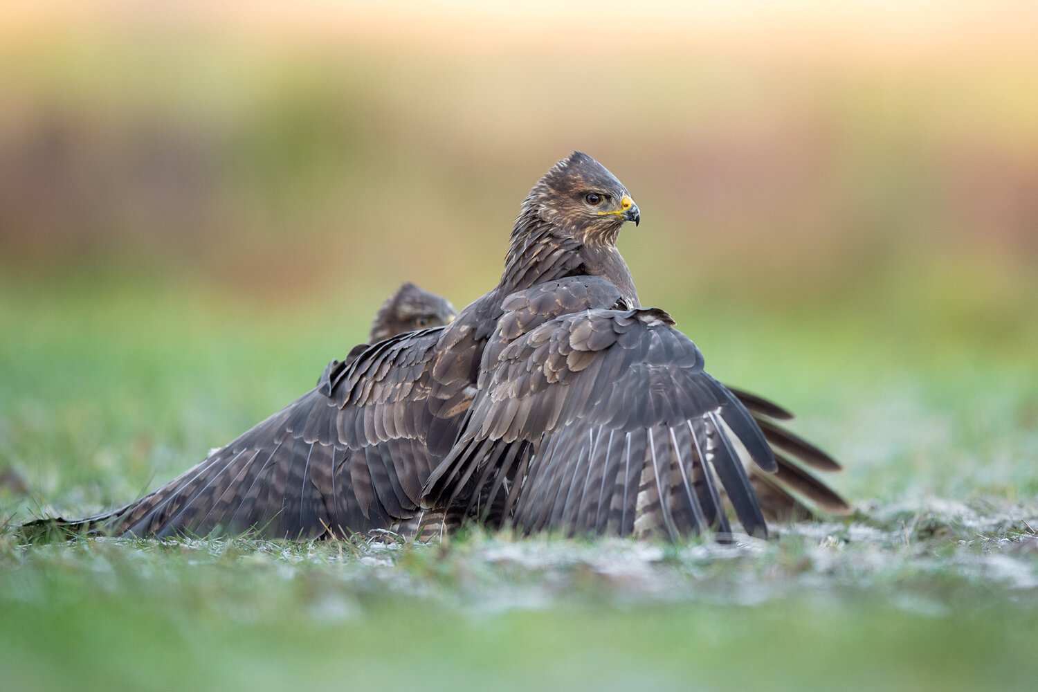 Territorial Encounter. Автор: Damian Kwasek common buzzard, buzzard, buteo buteo, raptor, bird of prey, hawk, predator, wildlife, bird, wild bird, avian, nature, wildlife photography, bird photography, animal behavior, interaction, confrontation, territorial dispute, dominance, conflict, wings spre, Damian Kwasek