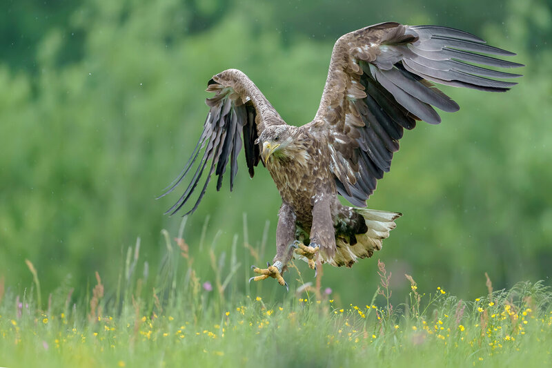 King of the Meadow фото превью