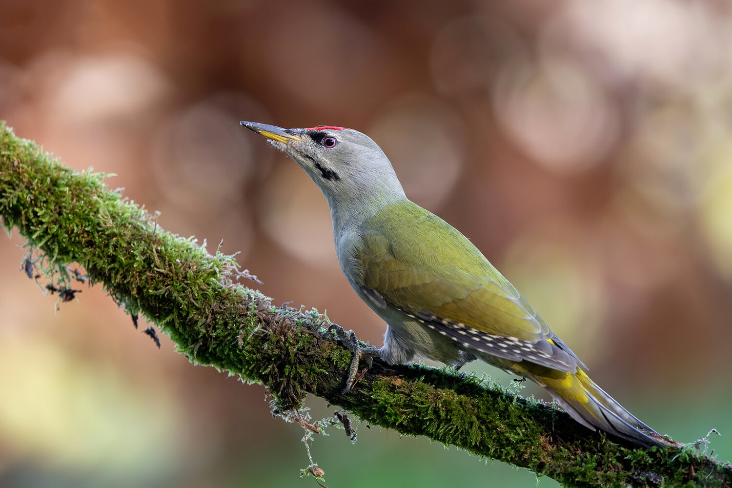 grey-headed woodpecker, gray-headed woodpecker, picus canus, woodpecker, bird, wild bird, woodland bird, forest bird, wildlife, avian, nature, wildlife photography, bird photography, bird portrait, close up, perched, moss, mossy branch, forest, woodland, , Damian Kwasek