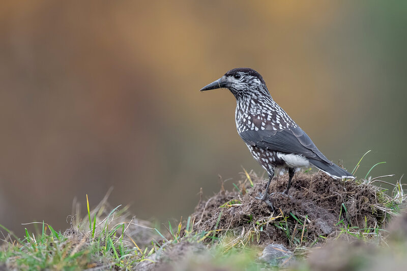 spotted nutcracker, nutcracker, nucifraga caryocatactes, corvid, crow family, woodland bird, forest bird, bird, wild bird, wildlife, avian, nature, wildlife photography, bird photography, bird portrait, perched, autumn, forest, woodland, natural habitat,  Keeper of the Forest фото превью
