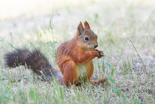Sciurus vulgaris
