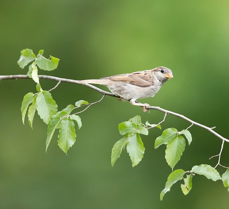 sparrow, воробей, птицы, wild, birds, воробьи, house sparrow, домовой воробей Sparrow  - Воробьиная семья фото превью