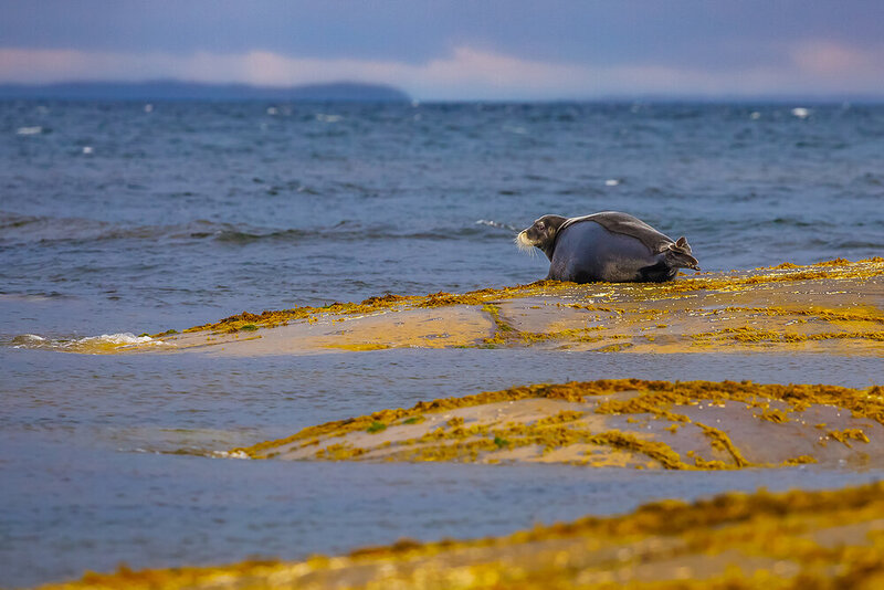 лахтак, морской заяц, белое море, беломорск, пейзаж с животным, морской пейзаж, природа карелии, онежская губа, карелия, karjala, white sea, фототуры по ладоге, туры по карелии Ожившие луды фото превью