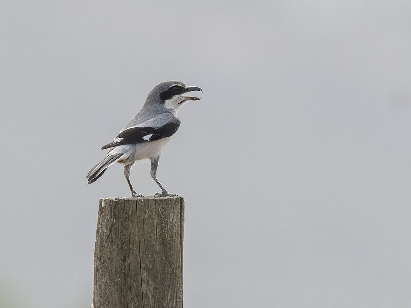 Iberian Gray Shrike фото превью