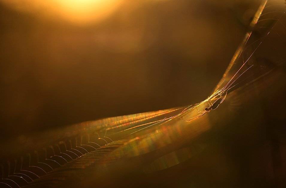 , Иваненко Светлана