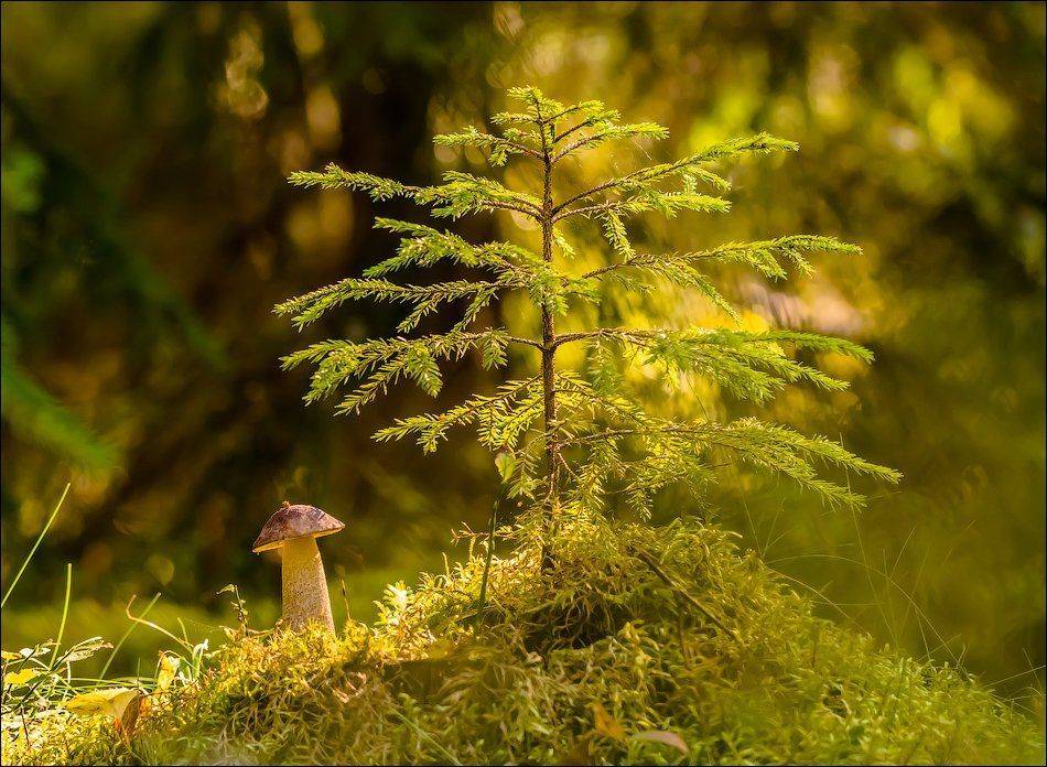 , Бурлов Андрей