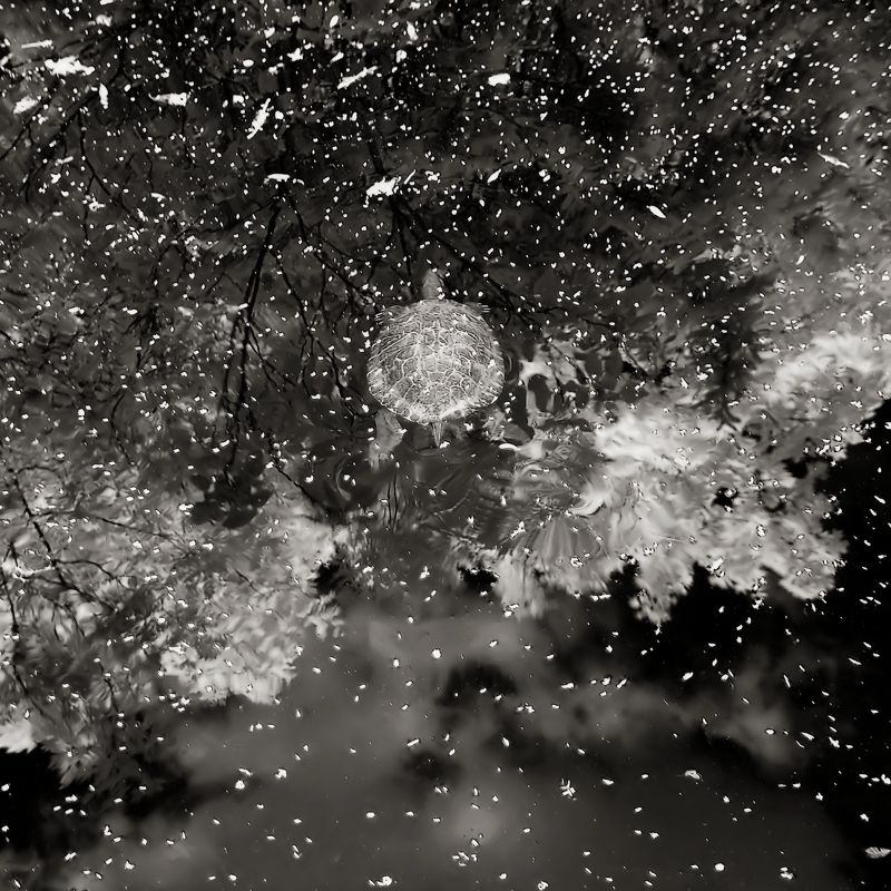 инфракрасный *** фото превью