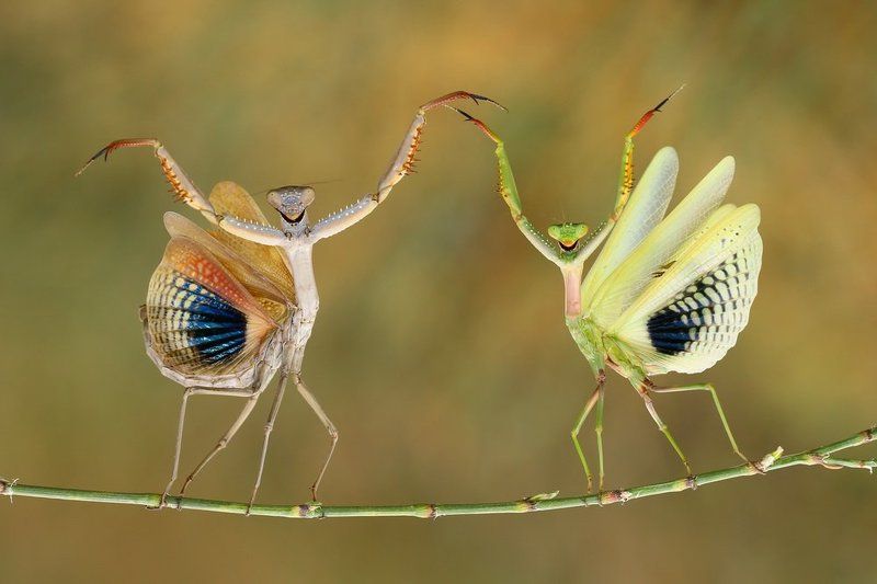 Dancer, North cyprus, Praying mantis, Smiling Show Time фото превью