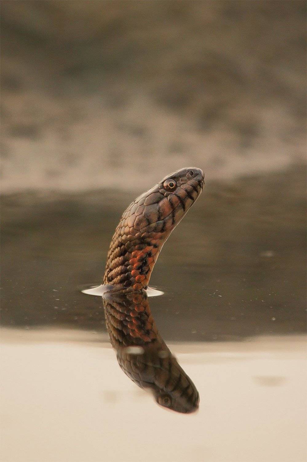 , Роман Рысь