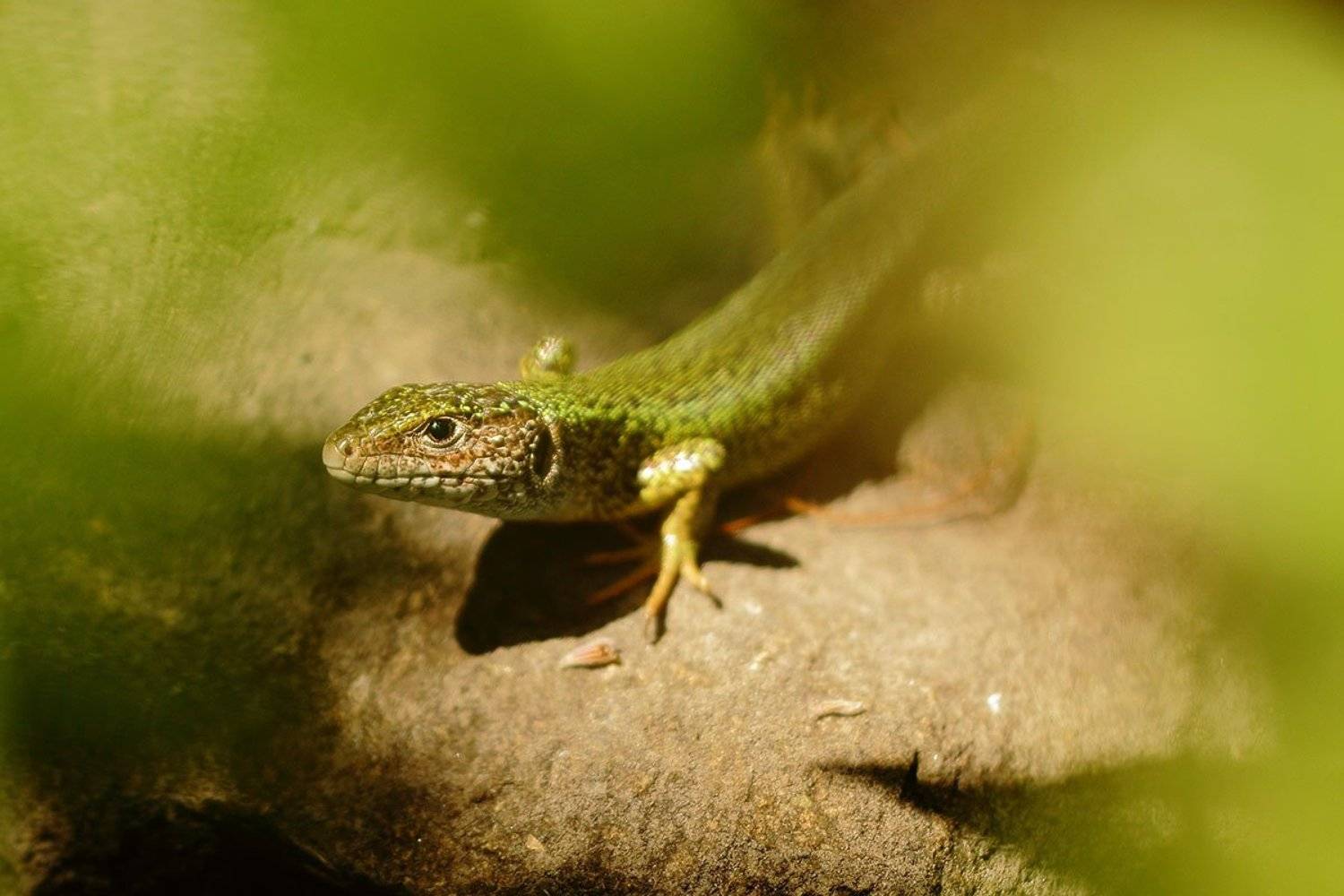 , Роман Рысь