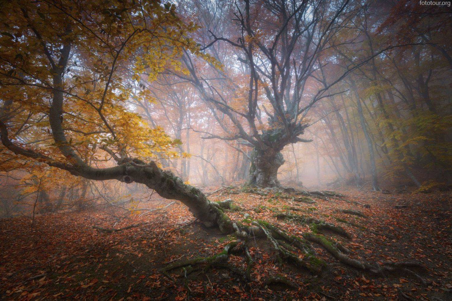 , Анатолий Гордиенко