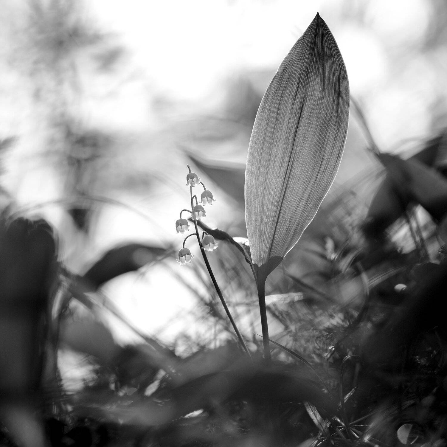 природа, растения, цветы, трава, ландыш, цветок, черно-белое, flower, plants, macro, macrofoto, nature, black_and_white, Александр Иванов