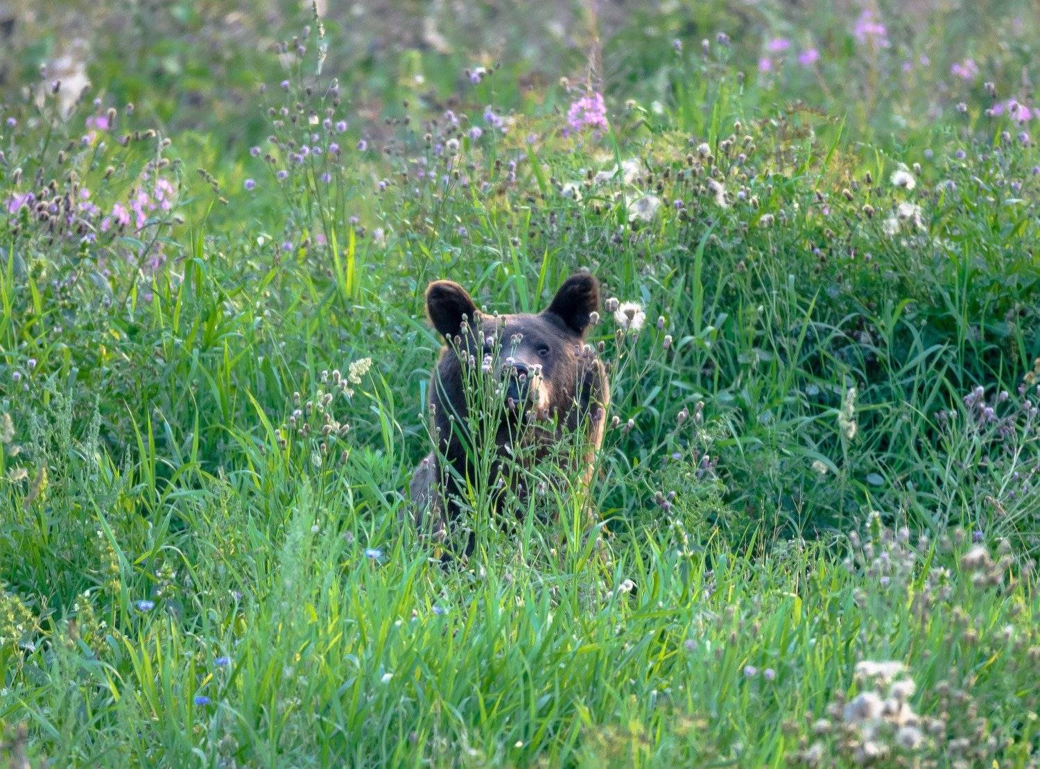 август, бурый медведь, зелёный, лето, мишка, овсы, папарацци, поле, тверская область, трава, удача, центрально-лесной заповедник, цлгз, Ксения Соварцева