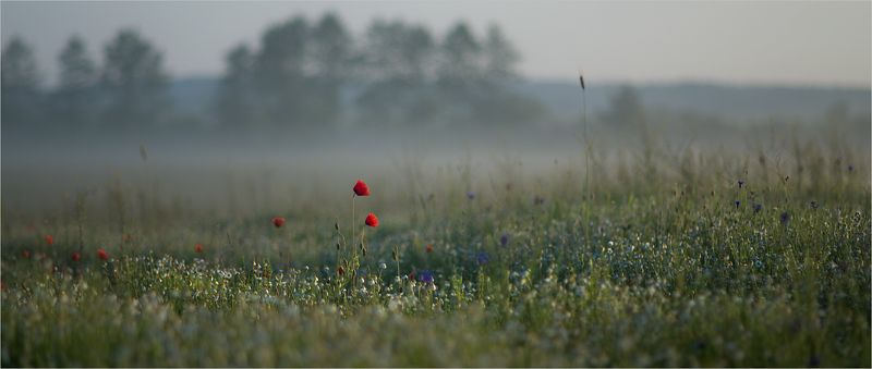 летом.. фото превью