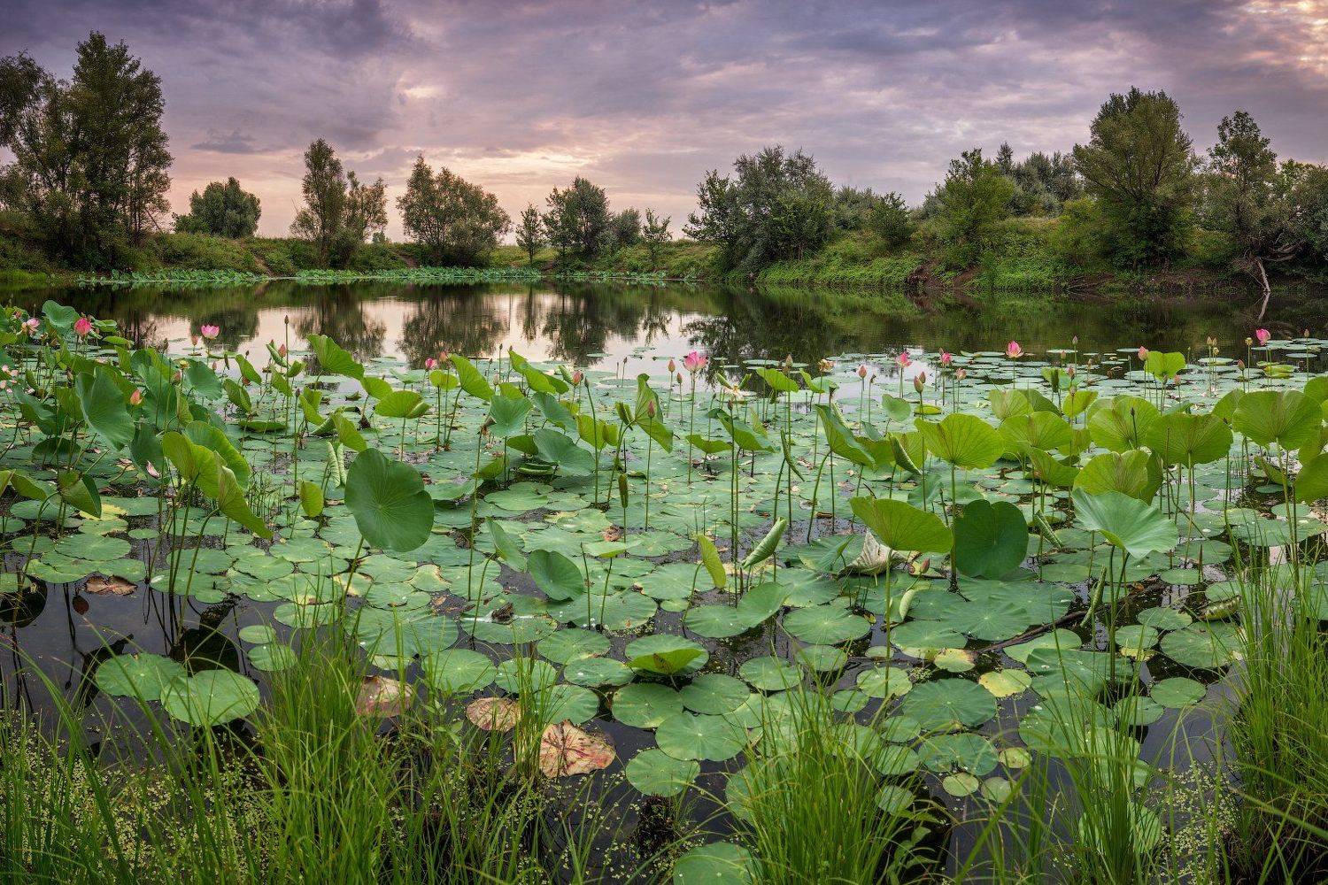 Волгоград, Волжский, Лотос, Лотосы, Озеро, Александр Сыроватский