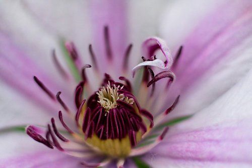 Безмолвие цветов..