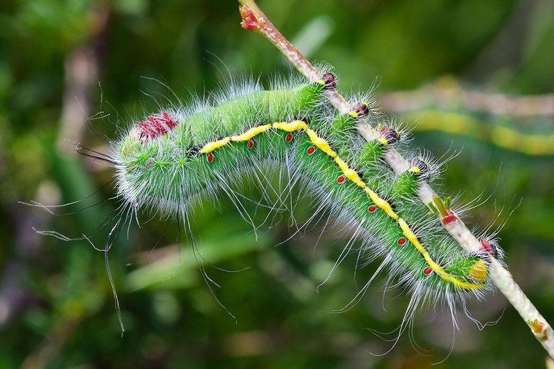macro. close-up, nature Caterpillar фото превью