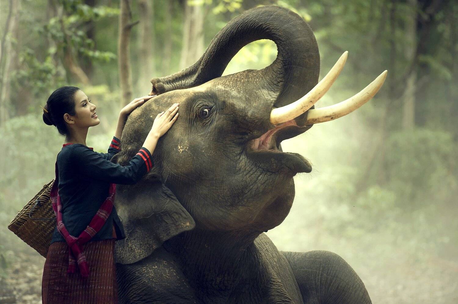 elelphant,portrait,woman,tradition,asia,laos,cambodia,thailand,beautiful,, SUTIPORN SOMNAM