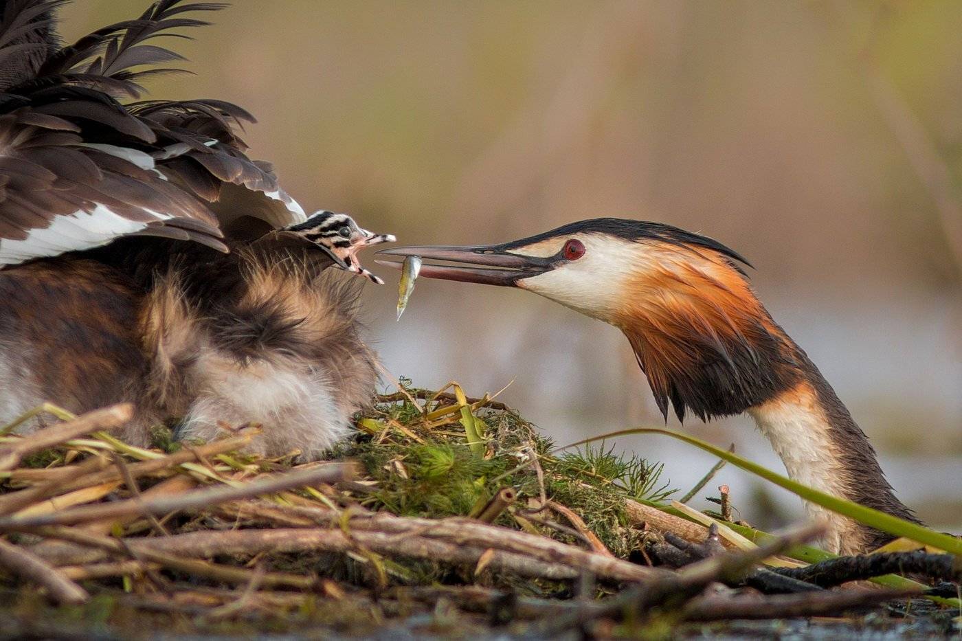 , Дмитрий Вилюнов