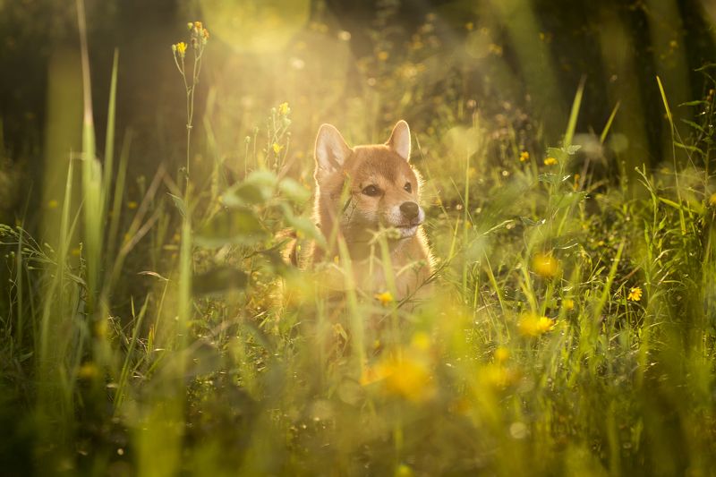 Природа, Сиба-ину, Собака, Щенок Я буду любить тебя... фото превью
