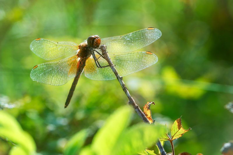 Солнечным днем фото превью