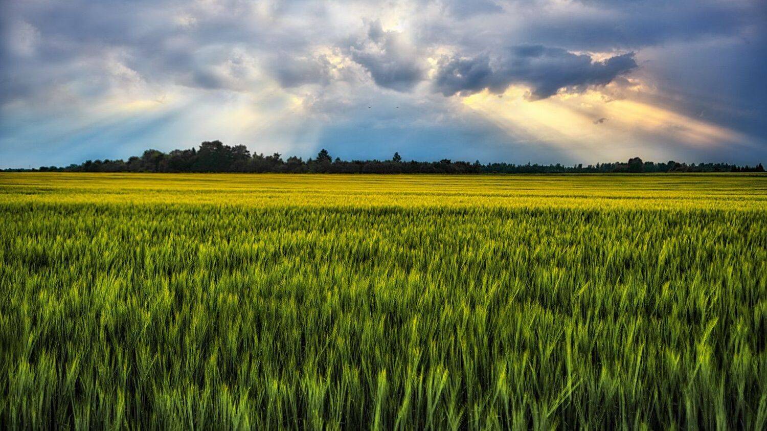 Estonia, Europe, field, barley field, bright, sunset, sun, ray, light, delicate, summer, landscape, nature, outdoor, simplicity , plant, colorful, botanic, panorama, grow up, travel, travel destination, clouds, evening, travel and tourism, trees, view, su, Эдуард Горобец