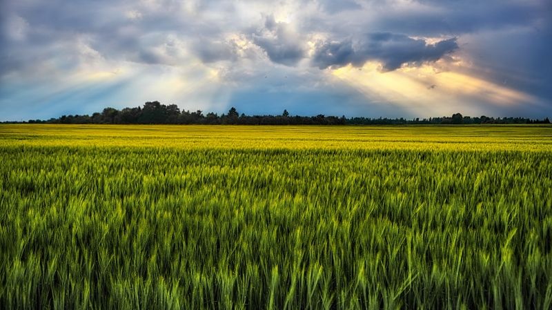 Barley field фото превью