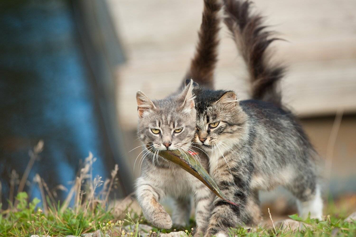 , Юрий Кулаков