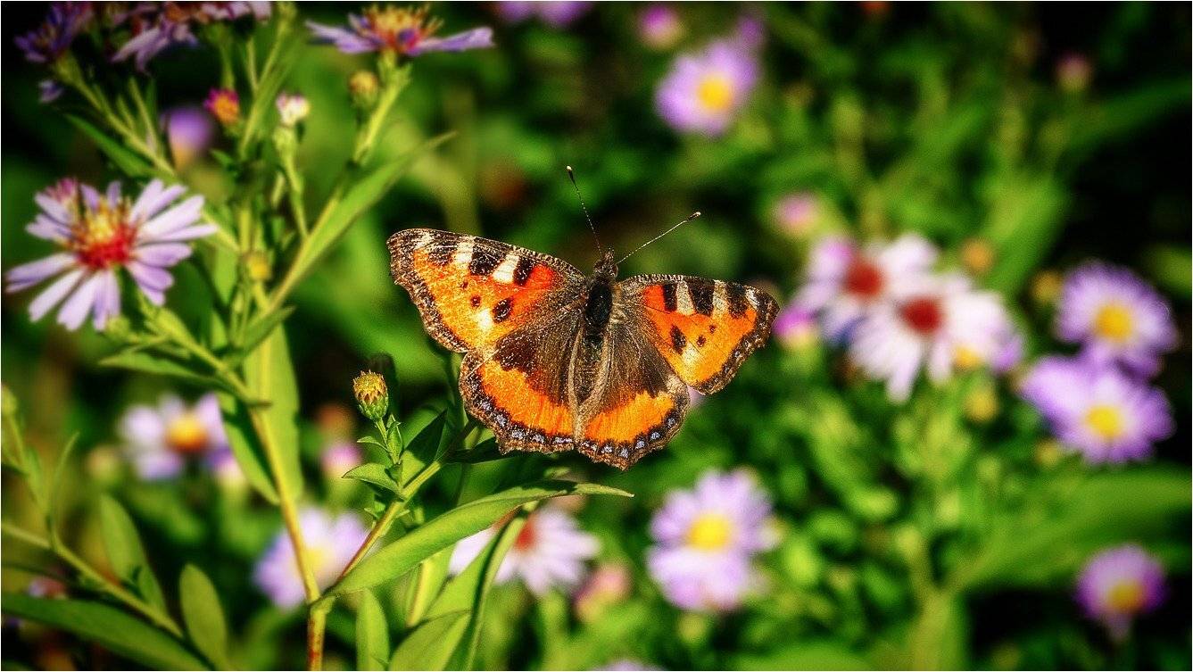 макро, осень, утро, бабочка. , Александр Потапов