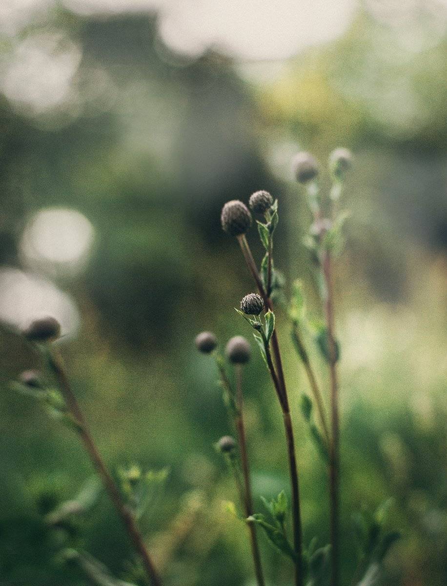 Анна чернякова, Лето, Макро, Макромир, Макросъемка, Чернякова Анна