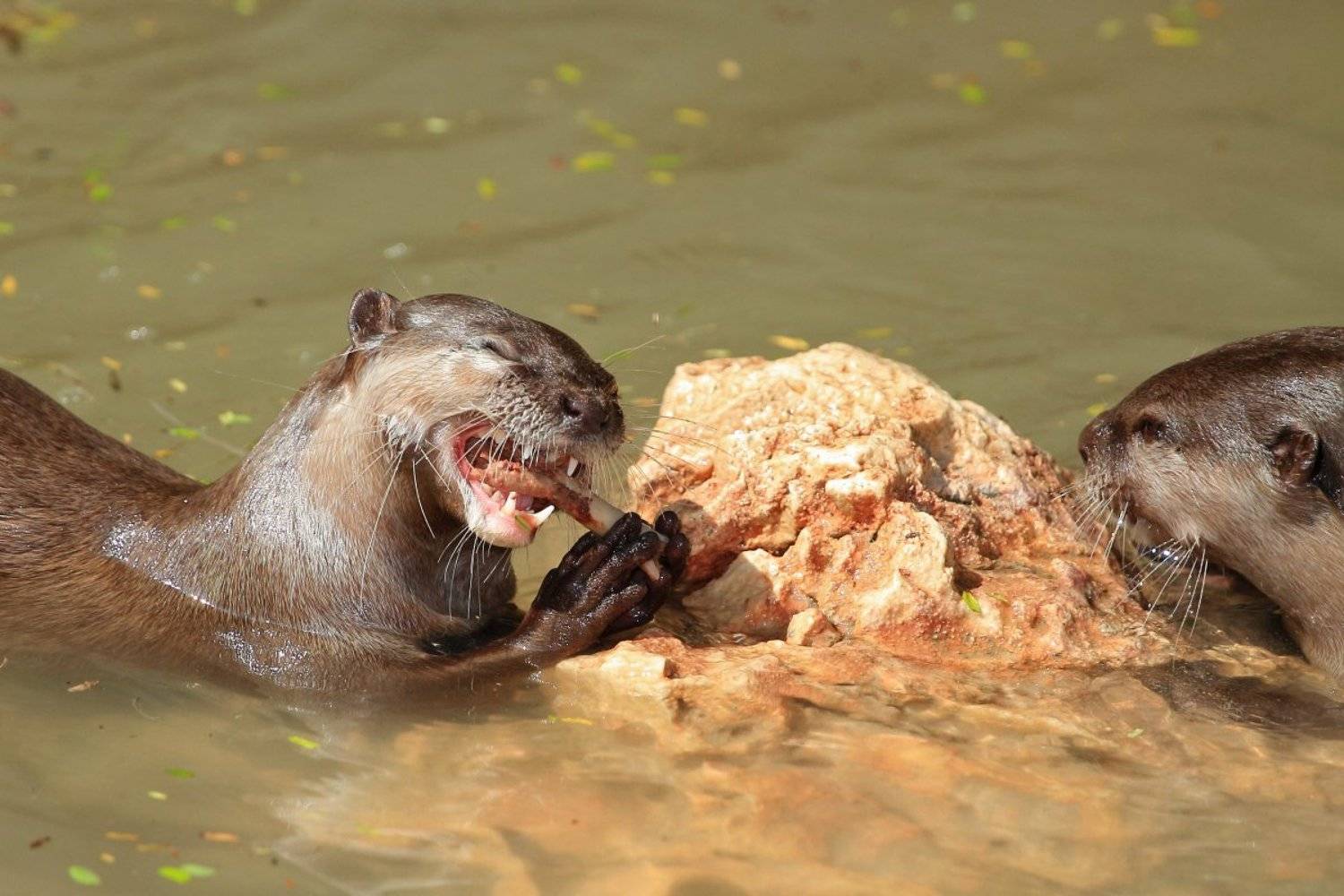 Animals, Otter, Выдра, Животные, Yuri Gomelsky