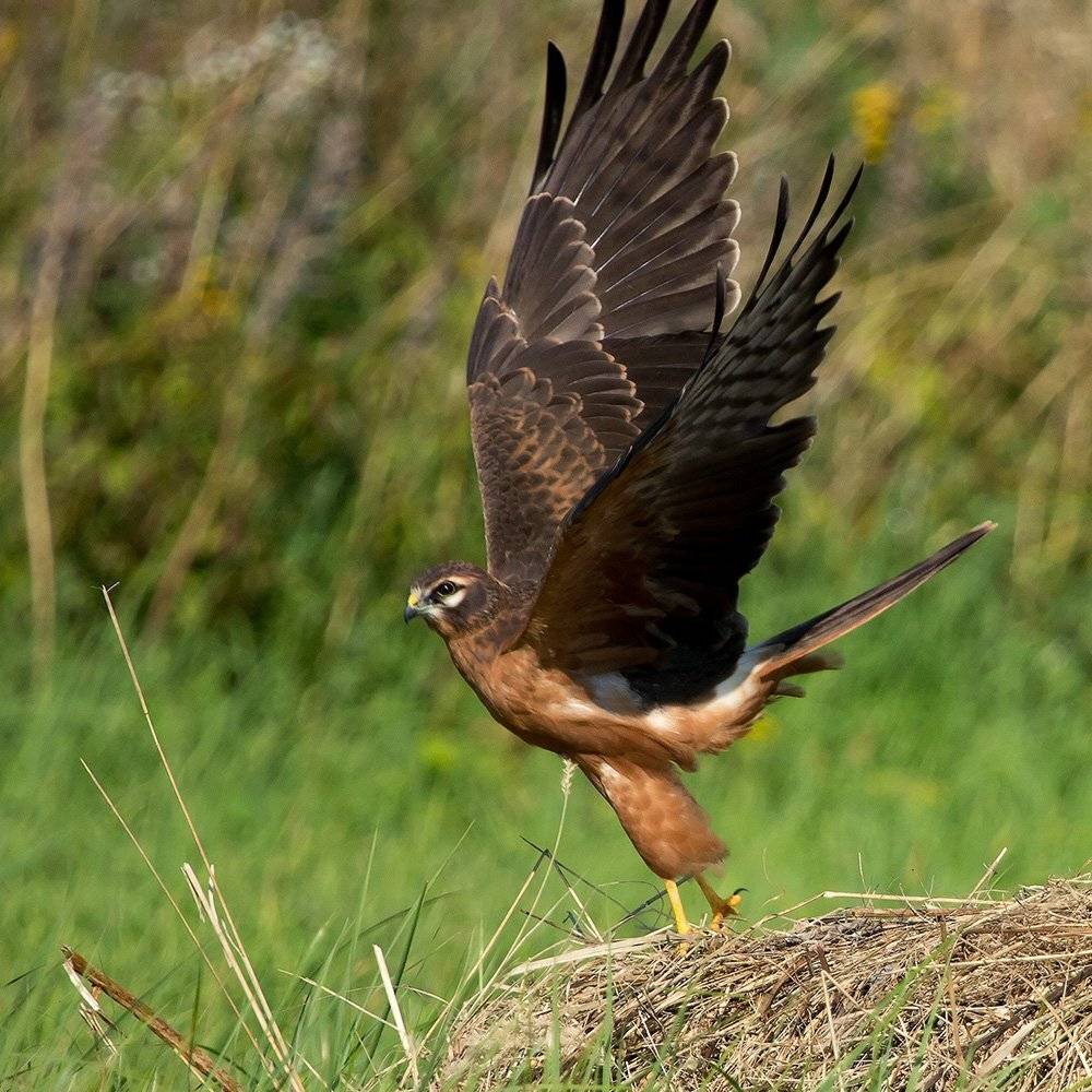 , Иваненко Светлана